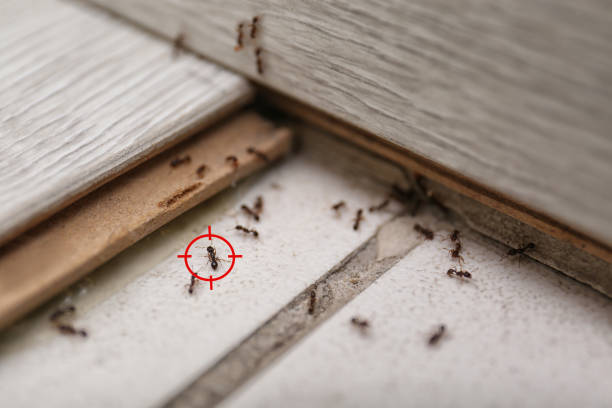 Best Ant Control Services  in Portage Lakes, OH
